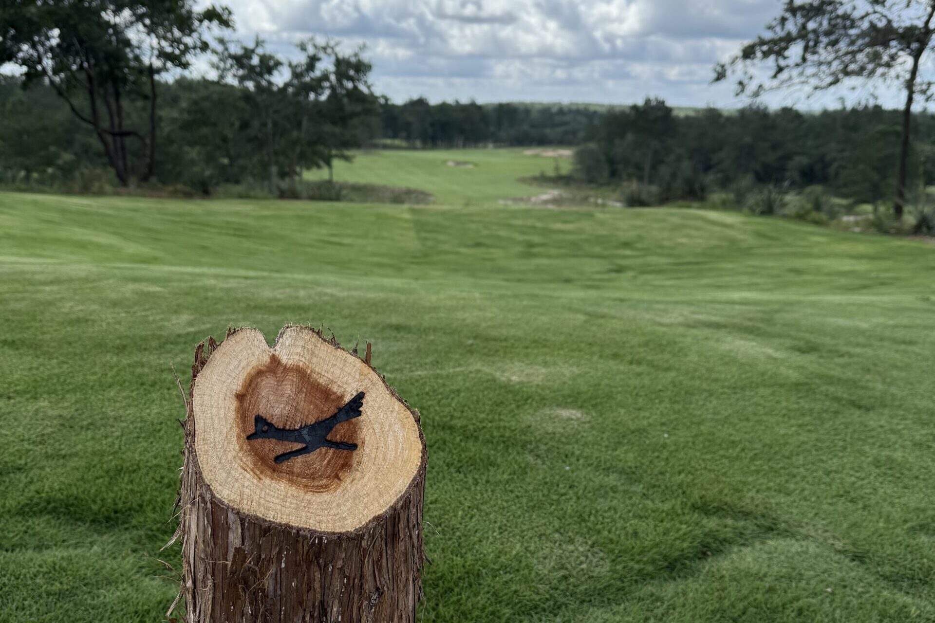 Wild Spring Dunes | A Walk in the <s> Park</s> Pines